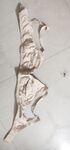 Tamil kasthuri bra